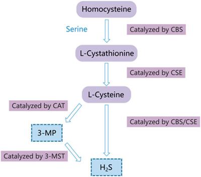 The double-edged sword role of hydrogen sulfide in hepatocellular carcinoma